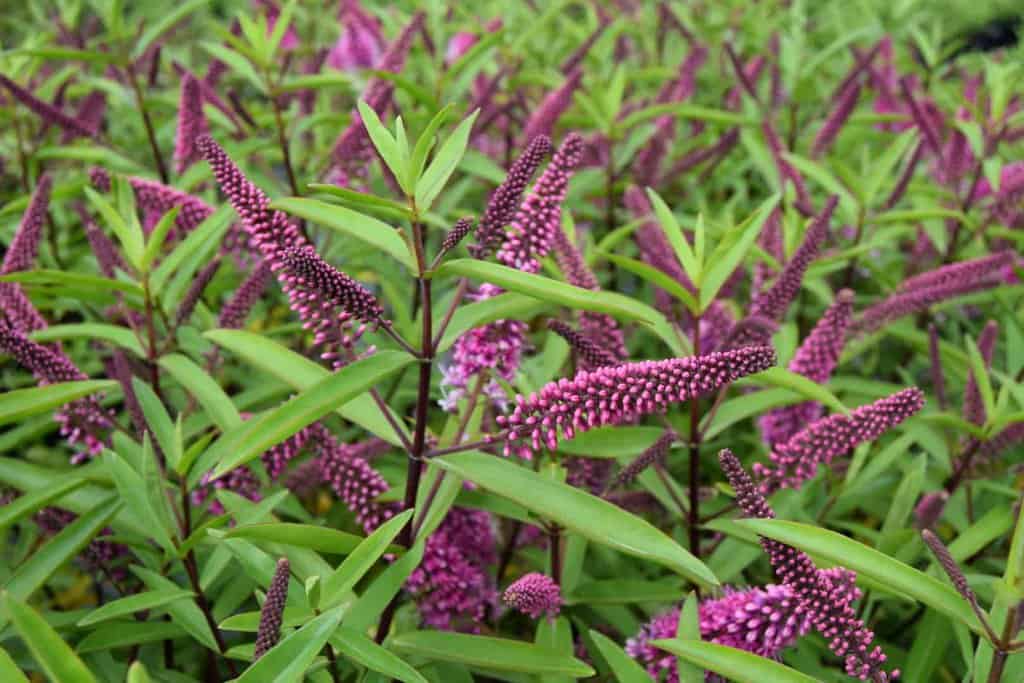 Hebe 'Great Orme' 20-30 cm